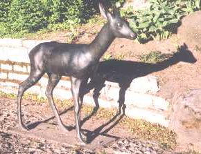 Загадки косули