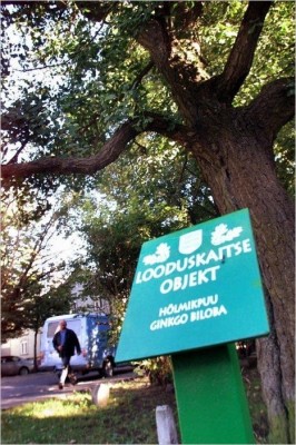 Гинкго